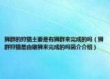 獅群的狩獵主要是有獅群來(lái)完成的嗎（獅群狩獵是由雄獅來(lái)完成的嗎簡(jiǎn)介介紹）