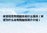 家里經(jīng)常有隱翅蟲是什么情況（家里為什么會有隱翅蟲簡介介紹）