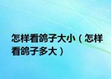 怎樣看鴿子大小（怎樣看鴿子多大）