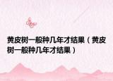 黃皮樹一般種幾年才結(jié)果（黃皮樹一般種幾年才結(jié)果）