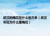 武漢的梅花在什么地方多（武漢市花為什么是梅花）