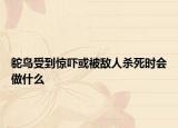 鴕鳥(niǎo)受到驚嚇或被敵人殺死時(shí)會(huì)做什么