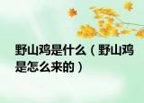 野山雞是什么（野山雞是怎么來(lái)的）
