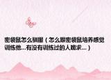 密袋鼠怎么馴服（怎么跟密袋鼠培養(yǎng)感覺訓(xùn)練他...有沒有訓(xùn)練過的人跪求...）