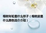 榕樹年輪是什么樣子（榕樹皮是什么顏色簡介介紹）