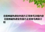 北極熊被熱得變色園方正常換毛詳細(xì)內(nèi)容 北極熊被熱得變色園方正常換毛具體介紹