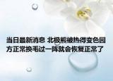 當(dāng)日最新消息 北極熊被熱得變色園方正常換毛過一陣就會恢復(fù)正常了
