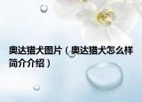 奧達獵犬圖片（奧達獵犬怎么樣簡介介紹）