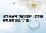 波斯貓品種介紹與圖解（波斯貓有幾種顏色簡(jiǎn)介介紹）