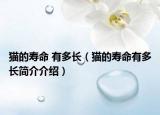 貓的壽命 有多長（貓的壽命有多長簡(jiǎn)介介紹）