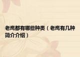 老鷹都有哪些種類(lèi)（老鷹有幾種簡(jiǎn)介介紹）