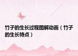 竹子的生長(zhǎng)過(guò)程圖解動(dòng)畫（竹子的生長(zhǎng)特點(diǎn)）
