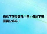 母雞下蛋需要幾個(gè)月（母雞下蛋需要公雞嗎）