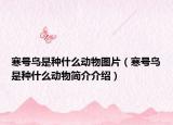 寒號(hào)鳥是種什么動(dòng)物圖片（寒號(hào)鳥是種什么動(dòng)物簡(jiǎn)介介紹）