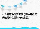 什么狗稱為微笑天使（狗中的微笑天使是什么品種簡(jiǎn)介介紹）