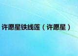 許愿星鐵線(xiàn)蓮（許愿星）