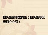 回頭魚是哪里的魚（回頭魚怎么樣簡(jiǎn)介介紹）