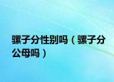 騾子分性別嗎（騾子分公母嗎）