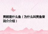 黃鰹是什么魚(yú)（為什么叫黃魚(yú)鲞簡(jiǎn)介介紹）