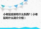 小老鼠應(yīng)該吃什么東西?（小老鼠吃什么簡介介紹）