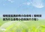 櫻桃里面真的有小白蟲嗎（櫻桃里面為什么會有小白蟲簡介介紹）
