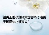 洛克王國(guó)小地獄犬厲害嗎（洛克王國(guó)烏達(dá)小地獄犬）