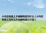 小鳥(niǎo)在電線上不被觸電因?yàn)槭裁矗ㄐ▲B(niǎo)在電線上為什么不會(huì)觸電簡(jiǎn)介介紹）