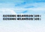 蘇尼特雙峰駝 哺乳綱脊索動(dòng)物門動(dòng)物（蘇尼特雙峰駝 哺乳綱脊索動(dòng)物門動(dòng)物）