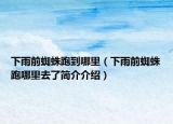 下雨前蜘蛛跑到哪里（下雨前蜘蛛跑哪里去了簡(jiǎn)介介紹）