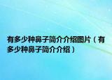 有多少種鼻子簡介介紹圖片（有多少種鼻子簡介介紹）