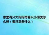 家里有只大狗狗再養(yǎng)只小博美怎么樣（要注意些什么）