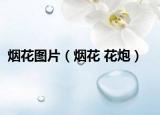 煙花圖片（煙花 花炮）