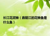 長(zhǎng)江花泥鰍（嘉陵江的花鰍魚是什么魚）