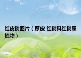 紅皮樹圖片（厚皮 紅樹科紅樹屬植物）
