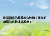 剛買回來(lái)的草莓怎么種植（買來(lái)的草莓怎么種才能發(fā)芽）