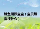 鯉魚照顧寶寶（寶貝鯉重視什么）