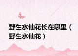 野生水仙花長在哪里（野生水仙花）
