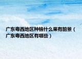 廣東粵西地區(qū)種植什么果有前景（廣東粵西地區(qū)有哪些）