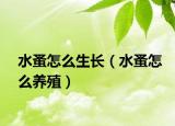 水蚤怎么生長（水蚤怎么養(yǎng)殖）