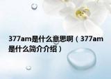 377am是什么意思?。?77am是什么簡介介紹）