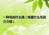 一種鳥叫什么鳩（鳩是什么鳥簡介介紹）
