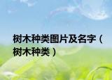 樹木種類圖片及名字（樹木種類）