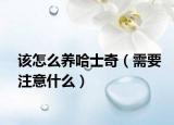 該怎么養(yǎng)哈士奇（需要注意什么）