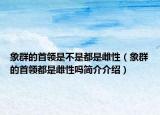 象群的首領(lǐng)是不是都是雌性（象群的首領(lǐng)都是雌性嗎簡(jiǎn)介介紹）