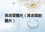 蘇志燮圖片（蘇志燮的圖片）