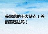 養(yǎng)鸚鵡的十大缺點(diǎn)（養(yǎng)鸚鵡違法嗎）