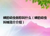 蟬的幼蟲(chóng)俗稱叫什么（蟬的幼蟲(chóng)叫啥簡(jiǎn)介介紹）