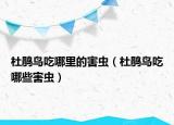 杜鵑鳥(niǎo)吃哪里的害蟲(chóng)（杜鵑鳥(niǎo)吃哪些害蟲(chóng)）