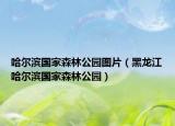 哈爾濱國(guó)家森林公園圖片（黑龍江哈爾濱國(guó)家森林公園）