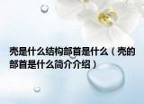 殼是什么結(jié)構(gòu)部首是什么（殼的部首是什么簡介介紹）